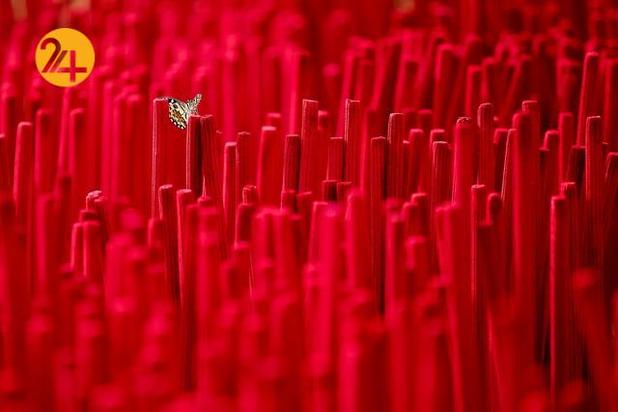 بهترین تصاویر حیات وحش ۲۰۲۱