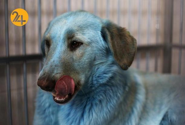 بهترین تصاویر حیات وحش ۲۰۲۱