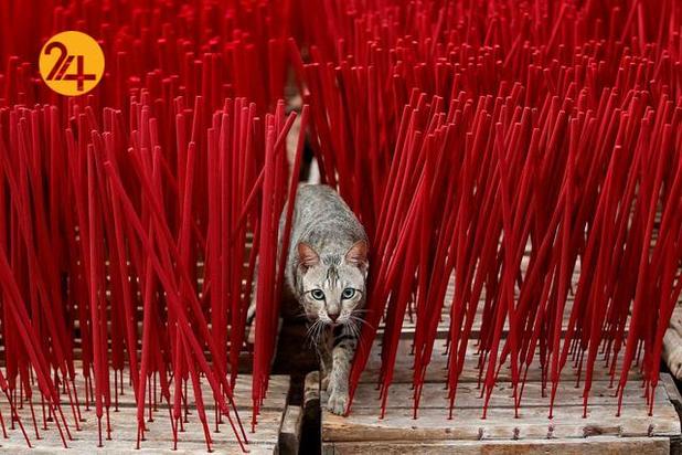 بهترین تصاویر حیات وحش ۲۰۲۱