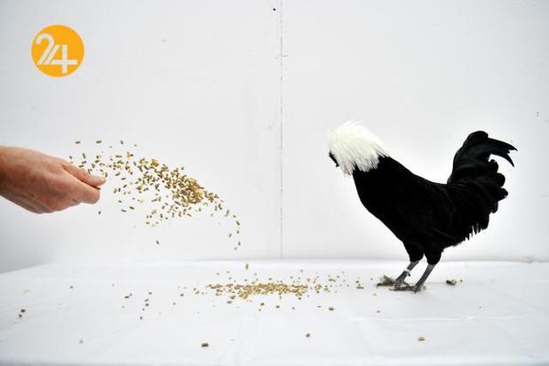 بهترین تصاویر حیات وحش ۲۰۲۱