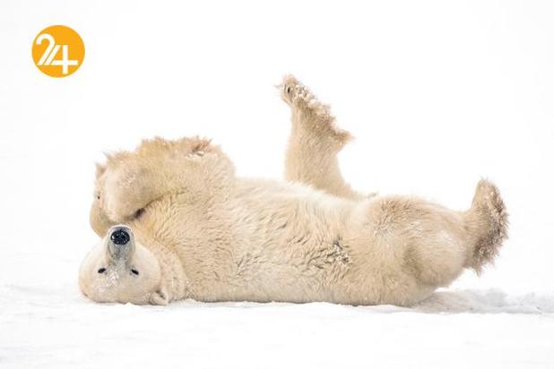 بهترین تصاویر حیات وحش ۲۰۲۱