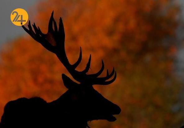 بهترین تصاویر حیات وحش ۲۰۲۱