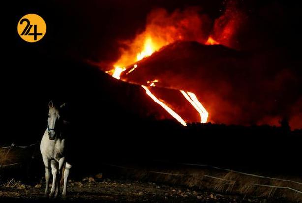 بهترین تصاویر حیات وحش ۲۰۲۱