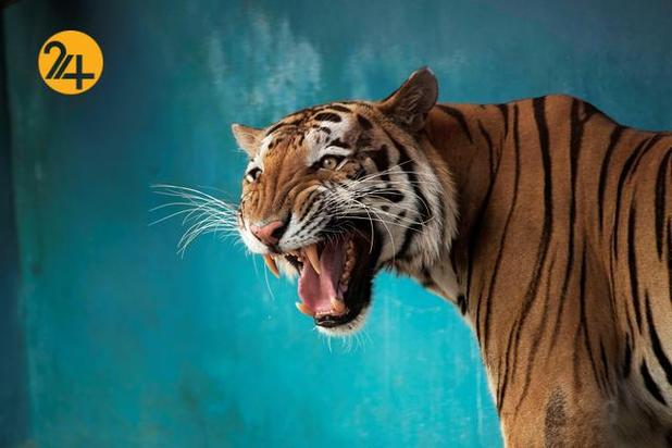 بهترین تصاویر حیات وحش ۲۰۲۱