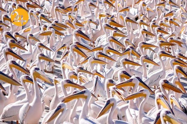 بهترین تصاویر حیات وحش ۲۰۲۱