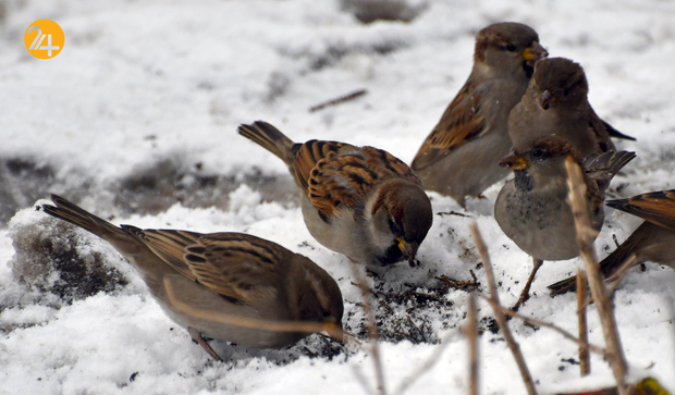ترکیه سفیدپوش شد