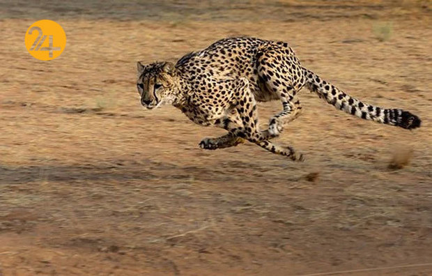 تصاویری به مناسبت روز جهانی یوزپلنگ