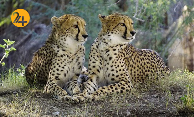 تصاویری به مناسبت روز جهانی یوزپلنگ