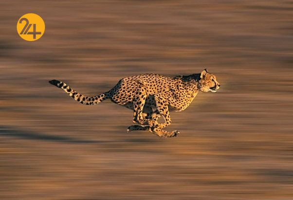 تصاویری به مناسبت روز جهانی یوزپلنگ