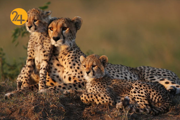 تصاویری به مناسبت روز جهانی یوزپلنگ