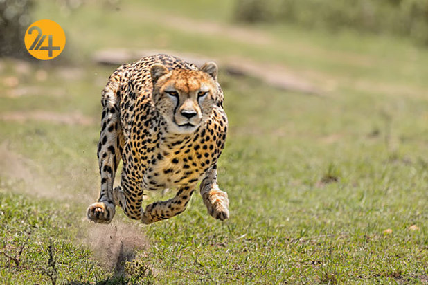 تصاویری به مناسبت روز جهانی یوزپلنگ