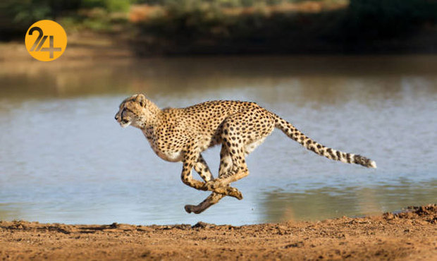 تصاویری به مناسبت روز جهانی یوزپلنگ