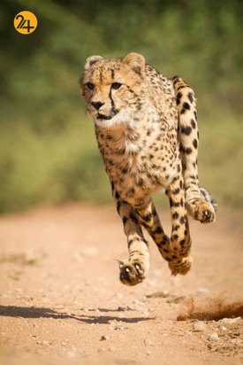 تصاویری به مناسبت روز جهانی یوزپلنگ