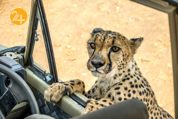 تصاویری به مناسبت روز جهانی یوزپلنگ