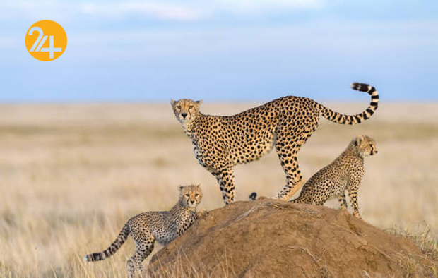 تصاویری به مناسبت روز جهانی یوزپلنگ