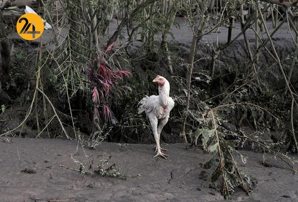 فوران آتشفشان در اندونزی