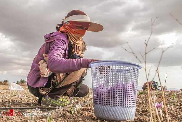 زعفران طلای سرخ ایران