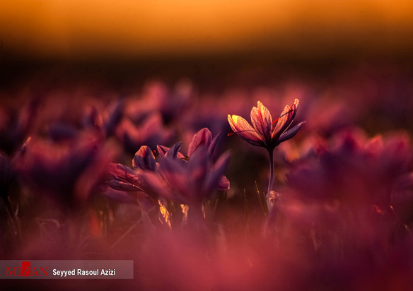 زعفران طلای سرخ ایران