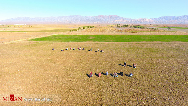 زعفران طلای سرخ ایران