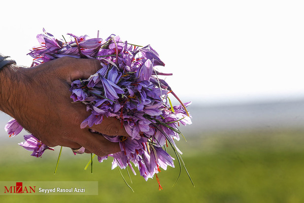 زعفران طلای سرخ ایران