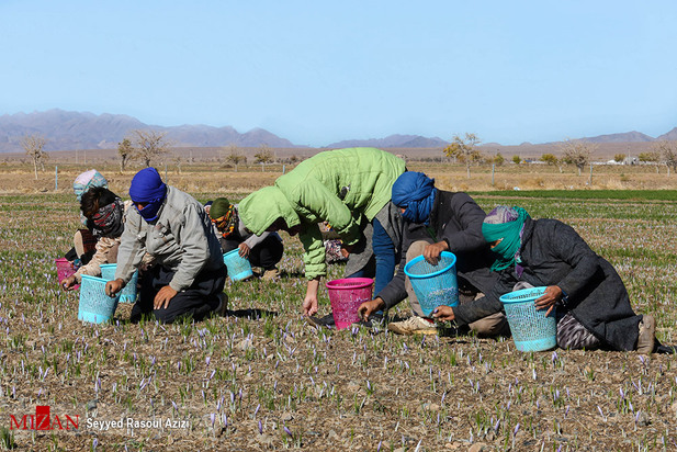 زعفران طلای سرخ ایران