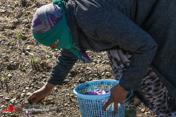 زعفران طلای سرخ ایران