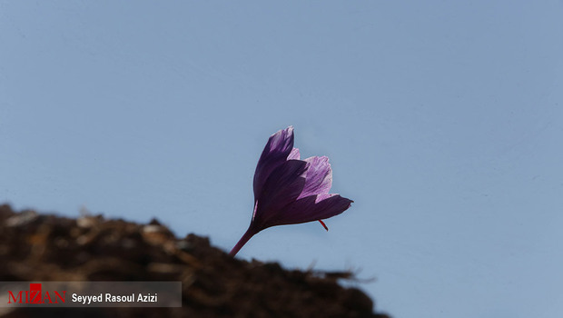زعفران طلای سرخ ایران