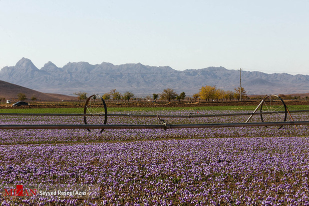 زعفران طلای سرخ ایران