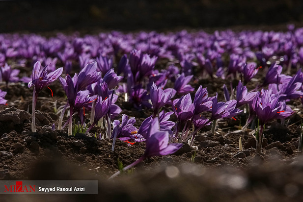 زعفران طلای سرخ ایران