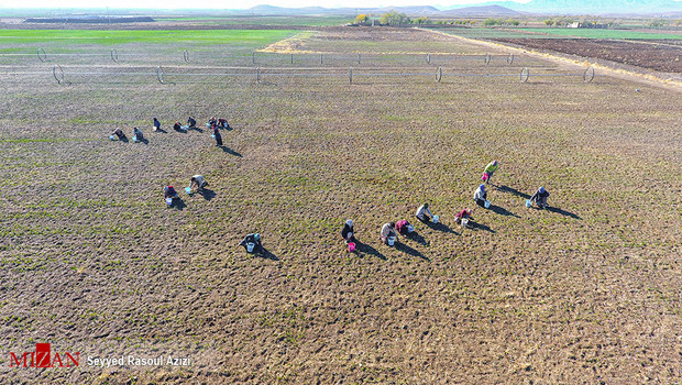 زعفران طلای سرخ ایران