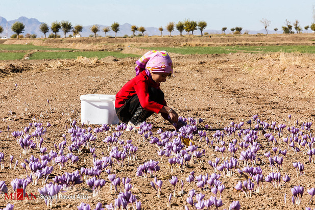 زعفران طلای سرخ ایران