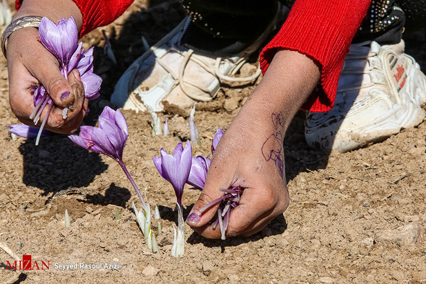 زعفران طلای سرخ ایران