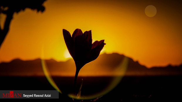 زعفران طلای سرخ ایران