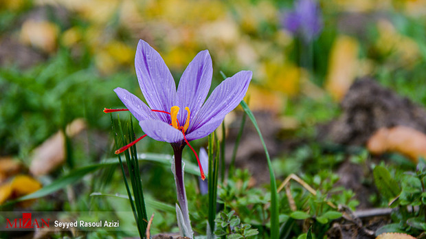 زعفران طلای سرخ ایران