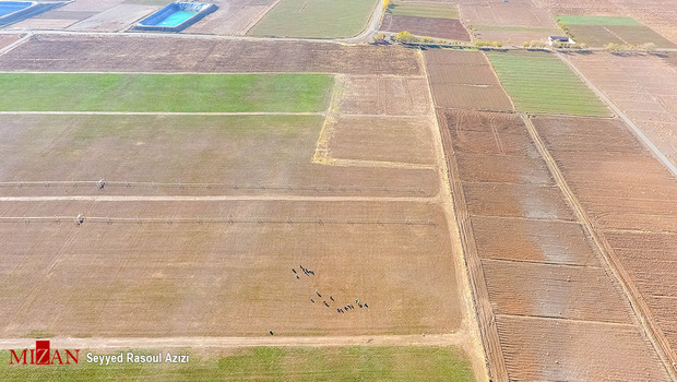 زعفران طلای سرخ ایران