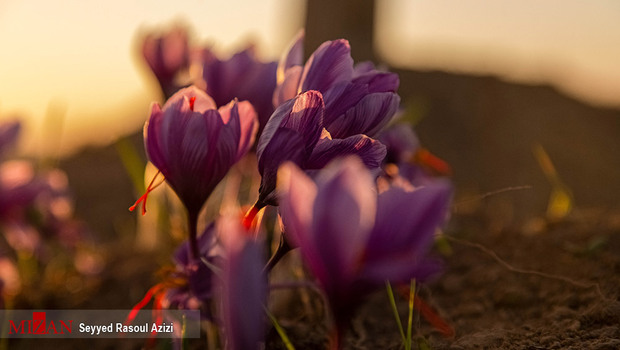 زعفران طلای سرخ ایران