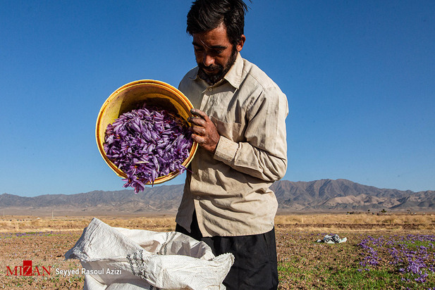 زعفران طلای سرخ ایران