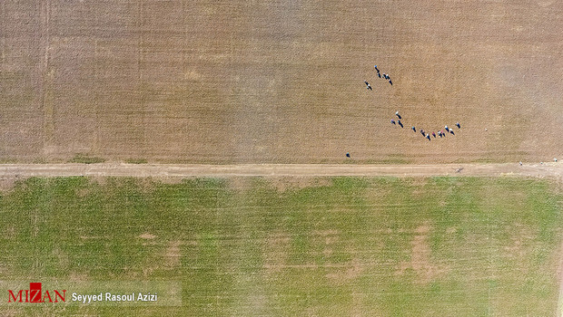 زعفران طلای سرخ ایران