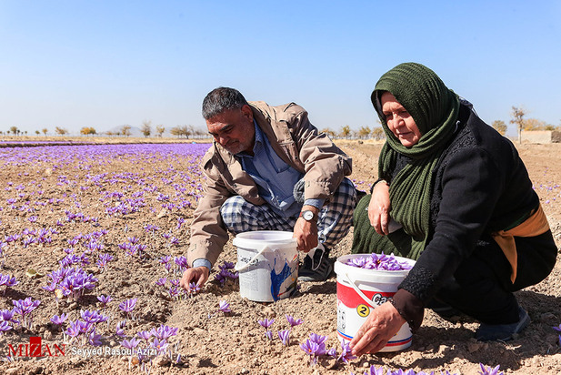 زعفران طلای سرخ ایران