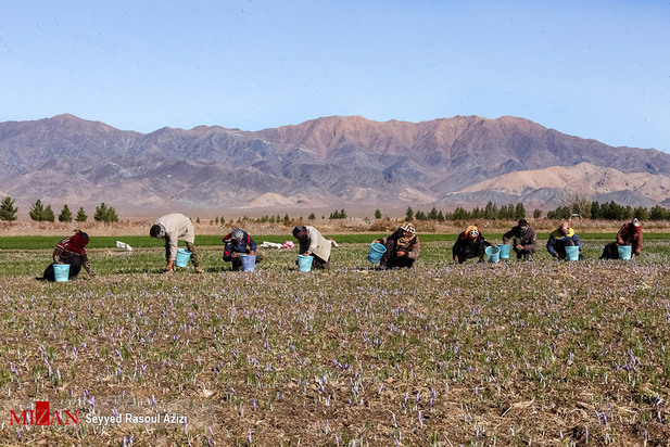 زعفران طلای سرخ ایران