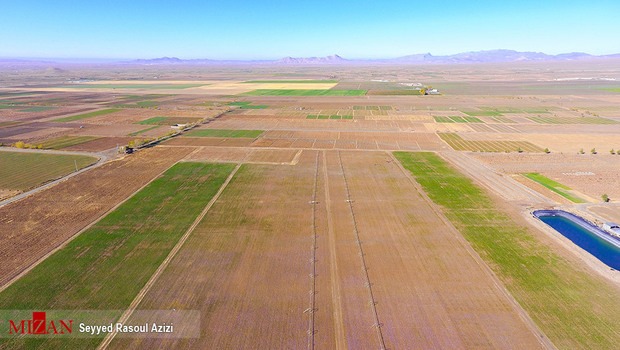 زعفران طلای سرخ ایران