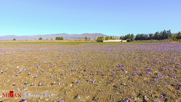 زعفران طلای سرخ ایران