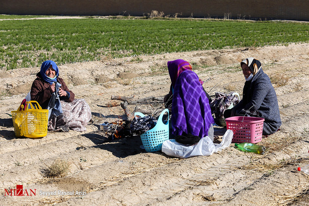 زعفران طلای سرخ ایران