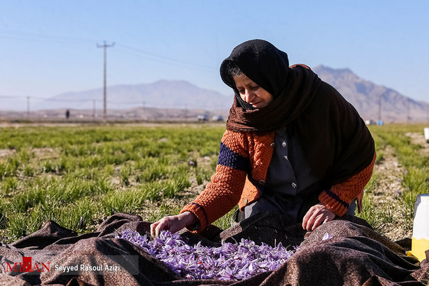 زعفران طلای سرخ ایران
