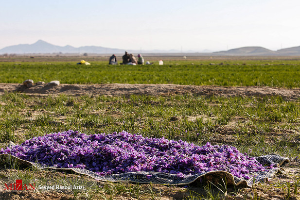زعفران طلای سرخ ایران