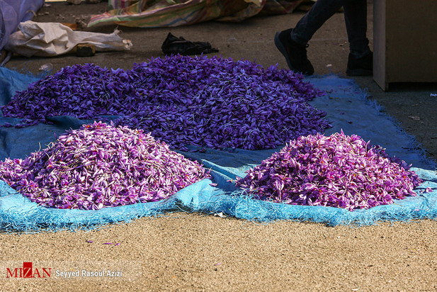 زعفران طلای سرخ ایران
