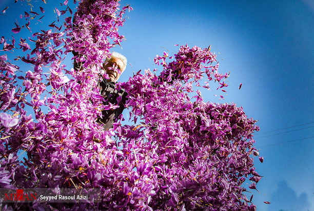 زعفران طلای سرخ ایران