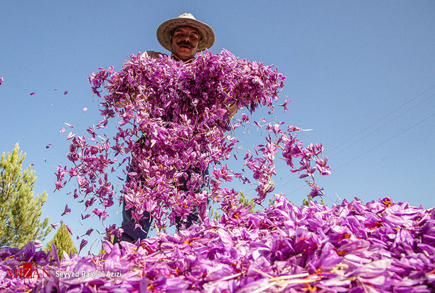 زعفران طلای سرخ ایران
