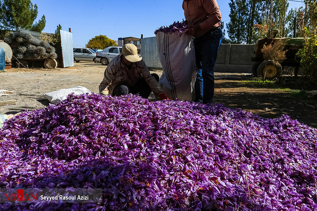 زعفران طلای سرخ ایران