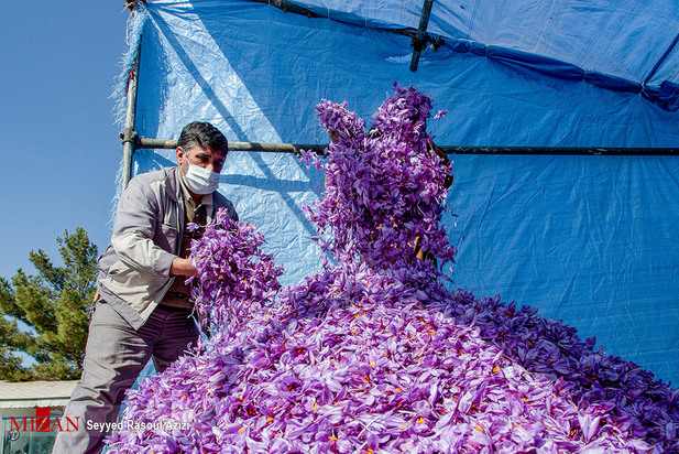 زعفران طلای سرخ ایران